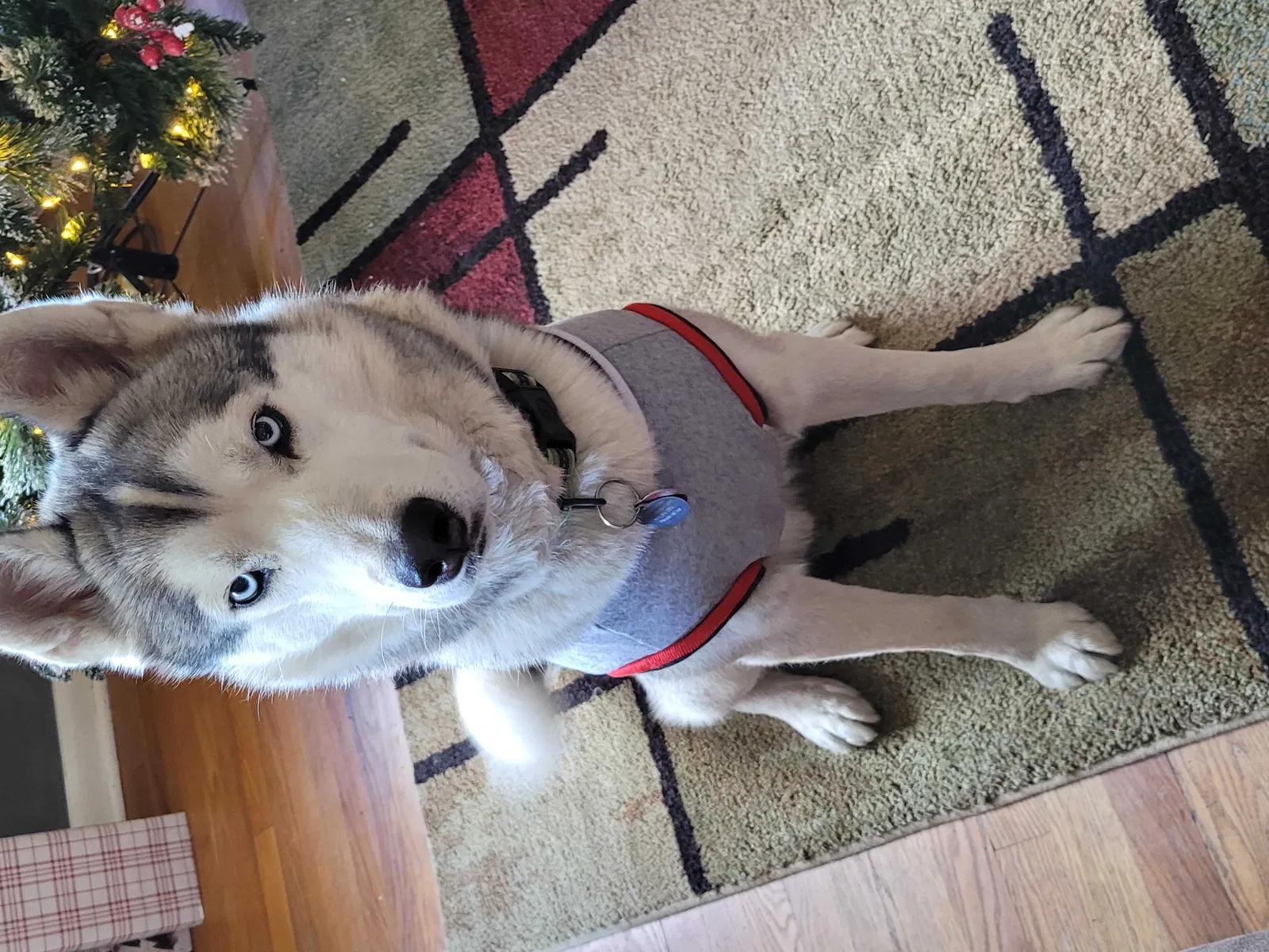 Lost dog in Independence, MO, 64052