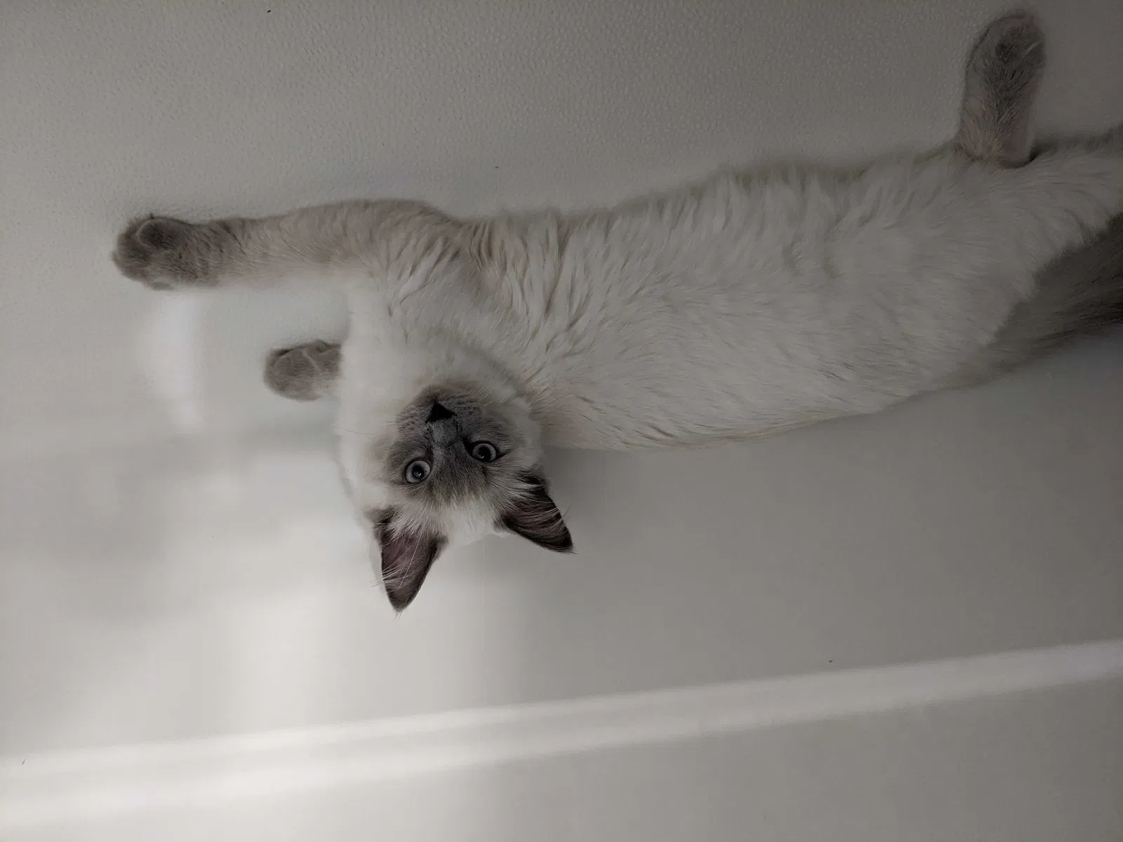 Lost cat in Bloomingdale, IL, 60108