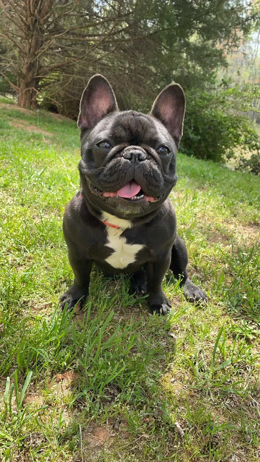 Lost dog in Greensboro, NC, 27405