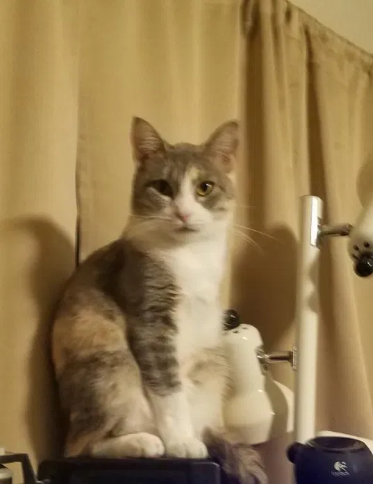 Lost cat in Spring, TX, 77373