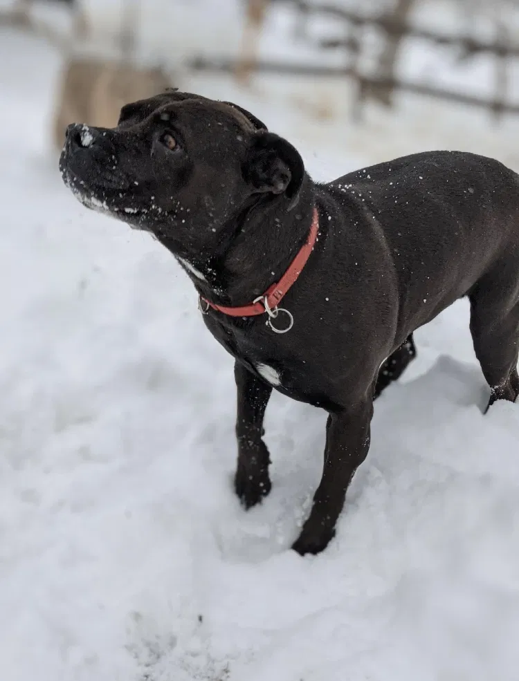 Lost dog in Tehachapi, CA, 93561