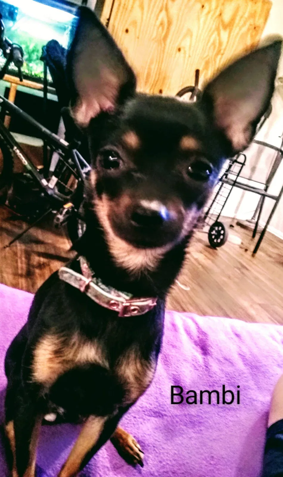 Lost dog in Tucson, AZ, 85711