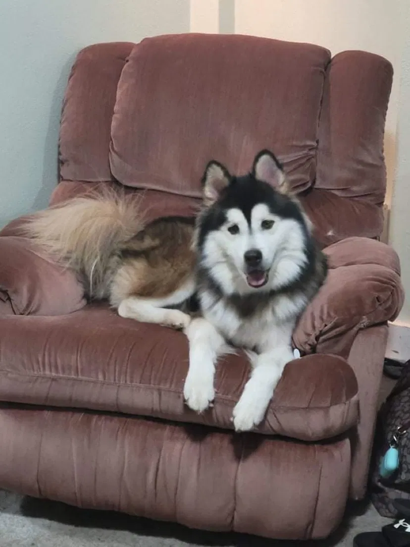Lost dog in Mobile, AL, 36605