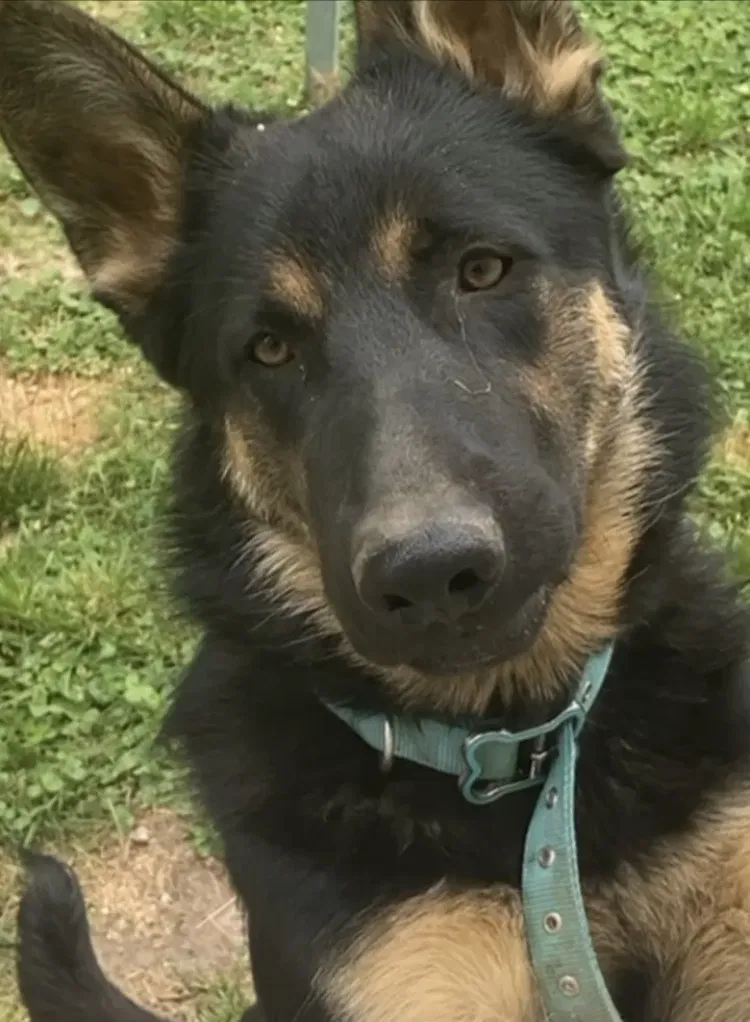 Lost dog in Richmond, VA, 23222