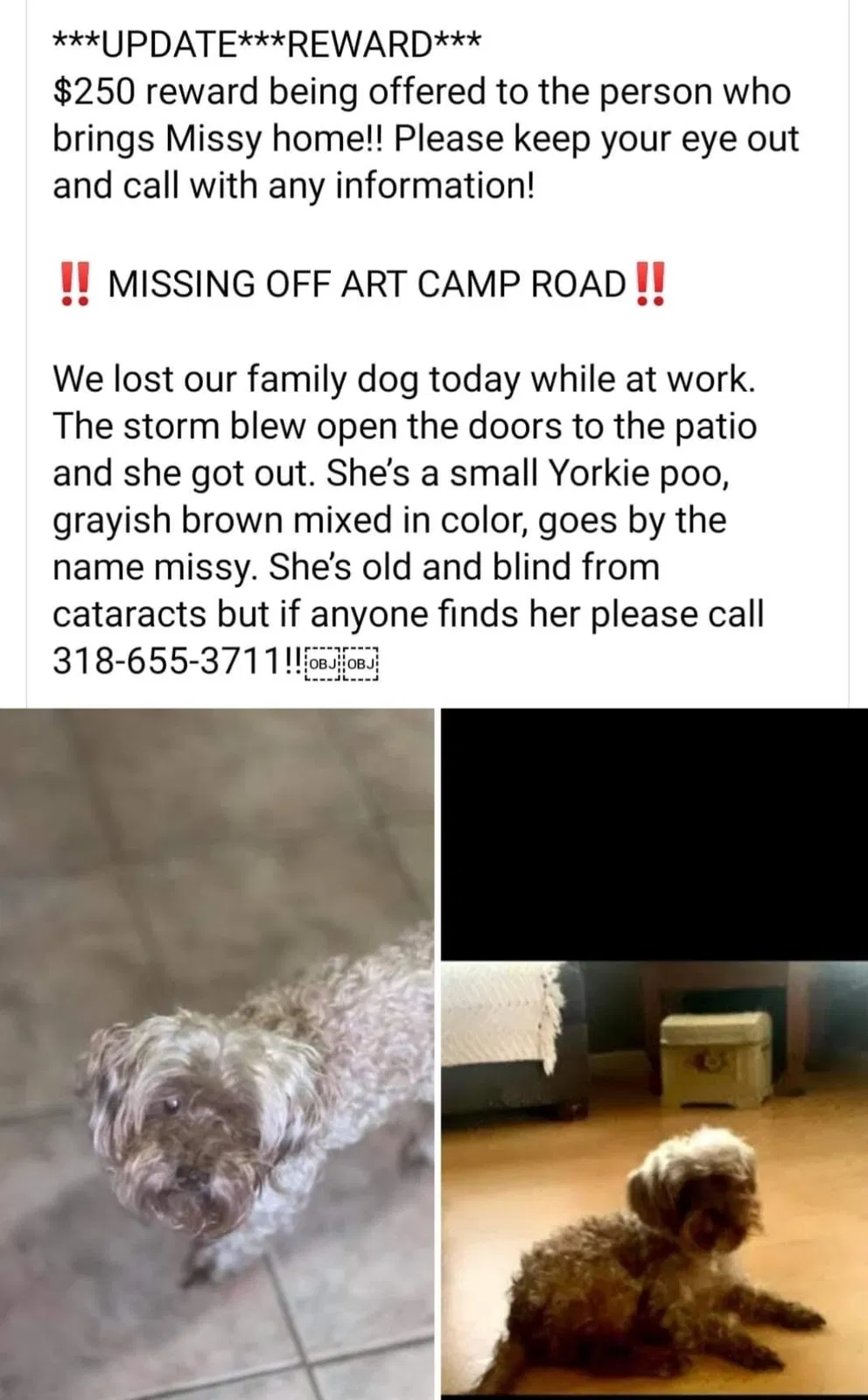 Lost dog in Doyline, LA, 71023