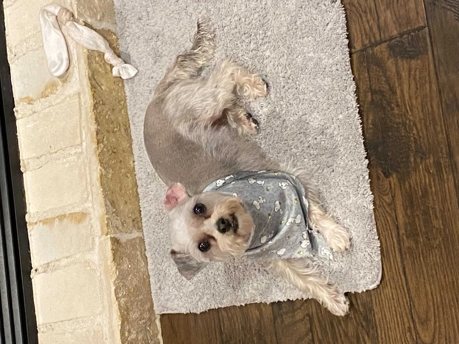Lost dog in Brownsville, TX, 78526