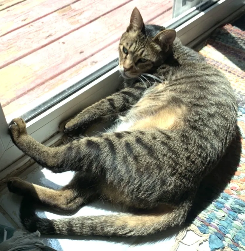 Lost cat in Arvada, CO, 80001
