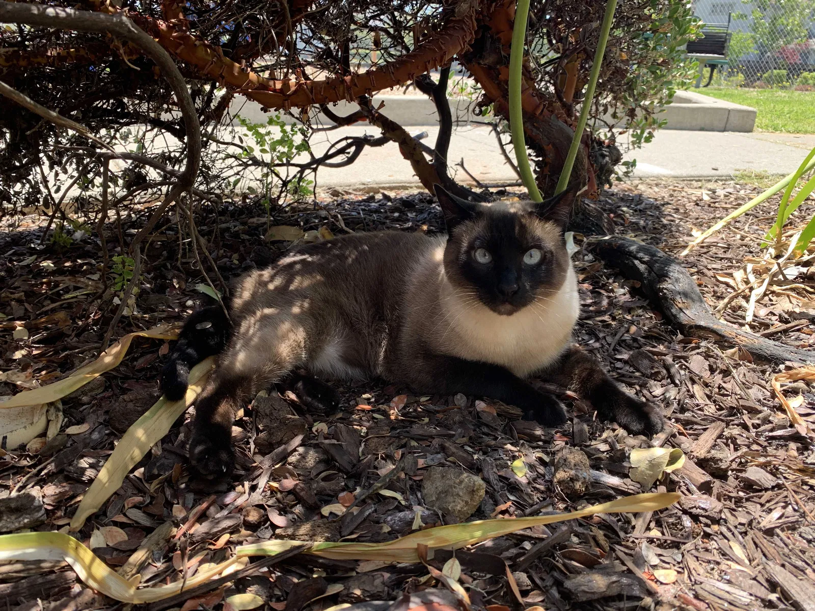 Lost cat in Concord, CA, 94520