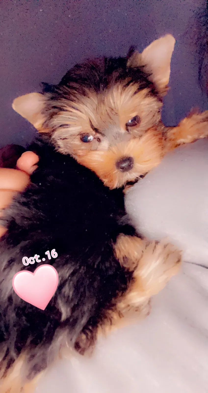 Lost dog in Fort Myers, FL, 33916