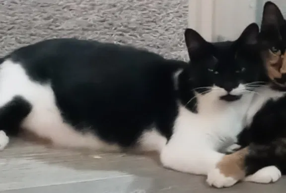 Lost cat in Kyle, TX, 78640