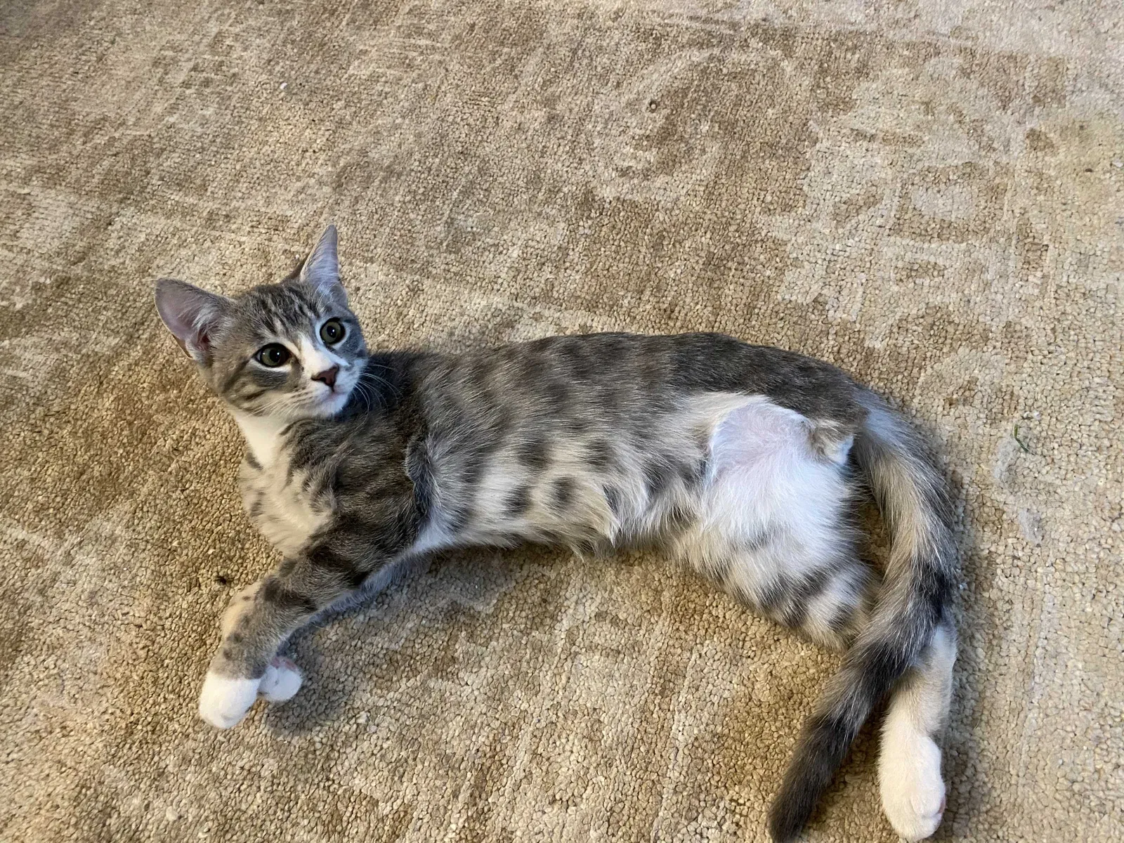 Lost cat in Dallas, TX, 75220