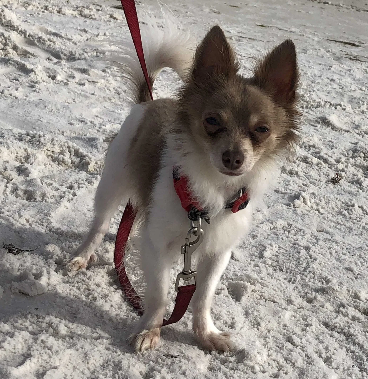 Lost dog in Grand Prairie, TX, 75051