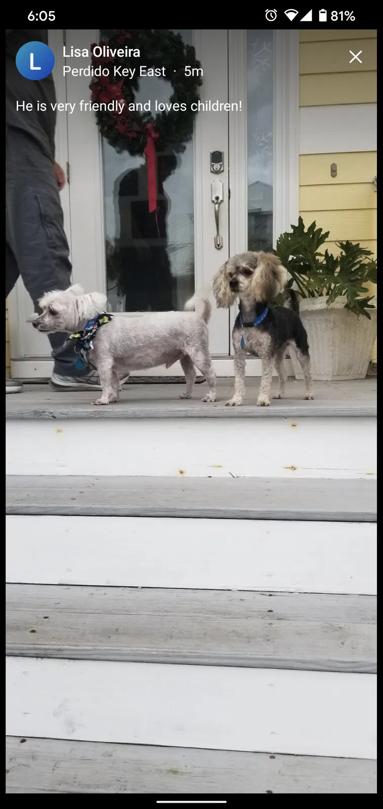 Lost dog in Pensacola, FL, 32507