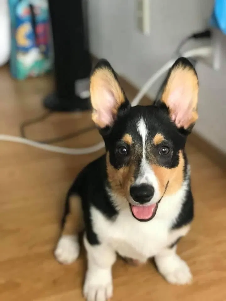 Lost dog in Seattle, WA, 98118
