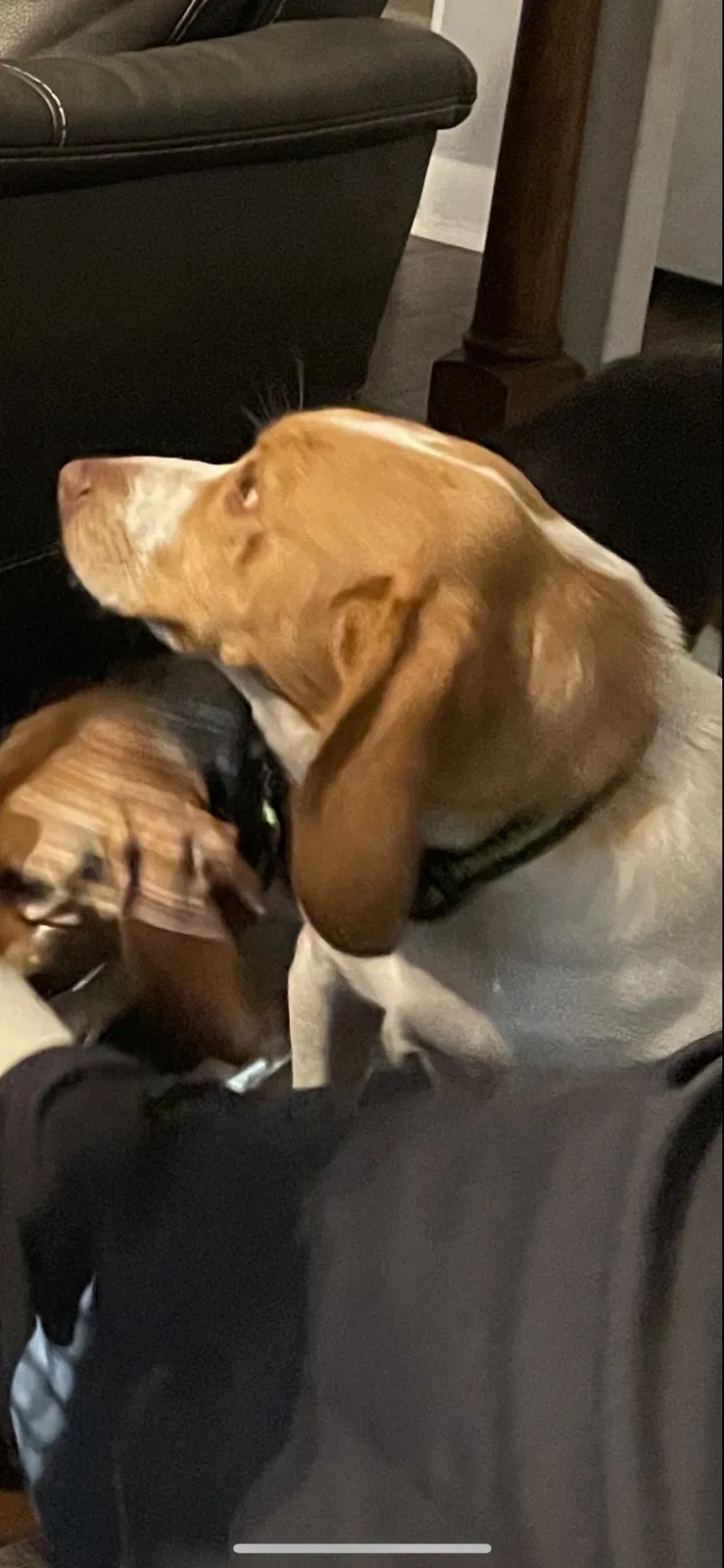 Lost dog in Fayetteville, NC, 28314
