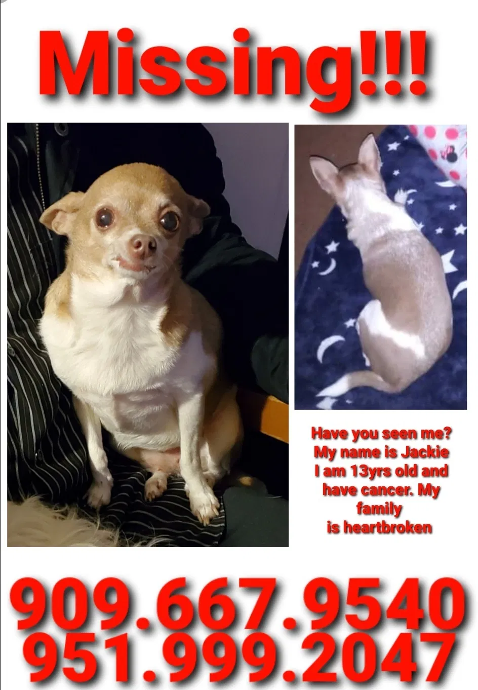 Lost dog in Pomona, CA, 91767