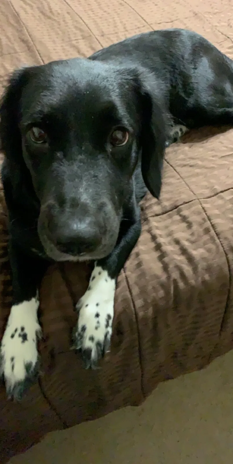 Lost dog in Fort Worth, TX, 76112