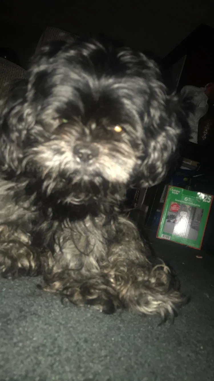 Lost dog in Valdosta, GA, 31602