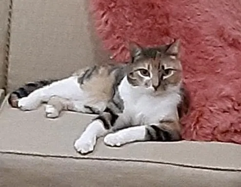 Lost cat in Carrollton, TX, 75006
