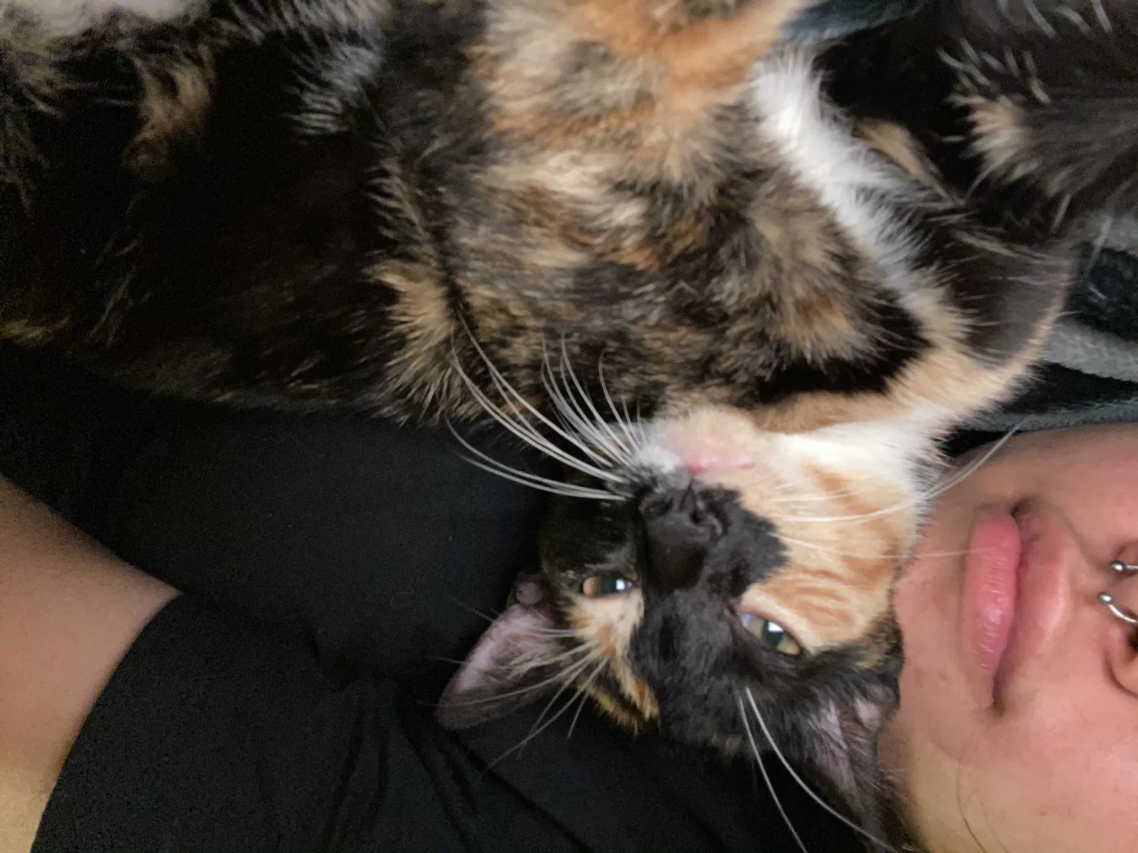 Lost cat in Harwood Heights, IL, 60706