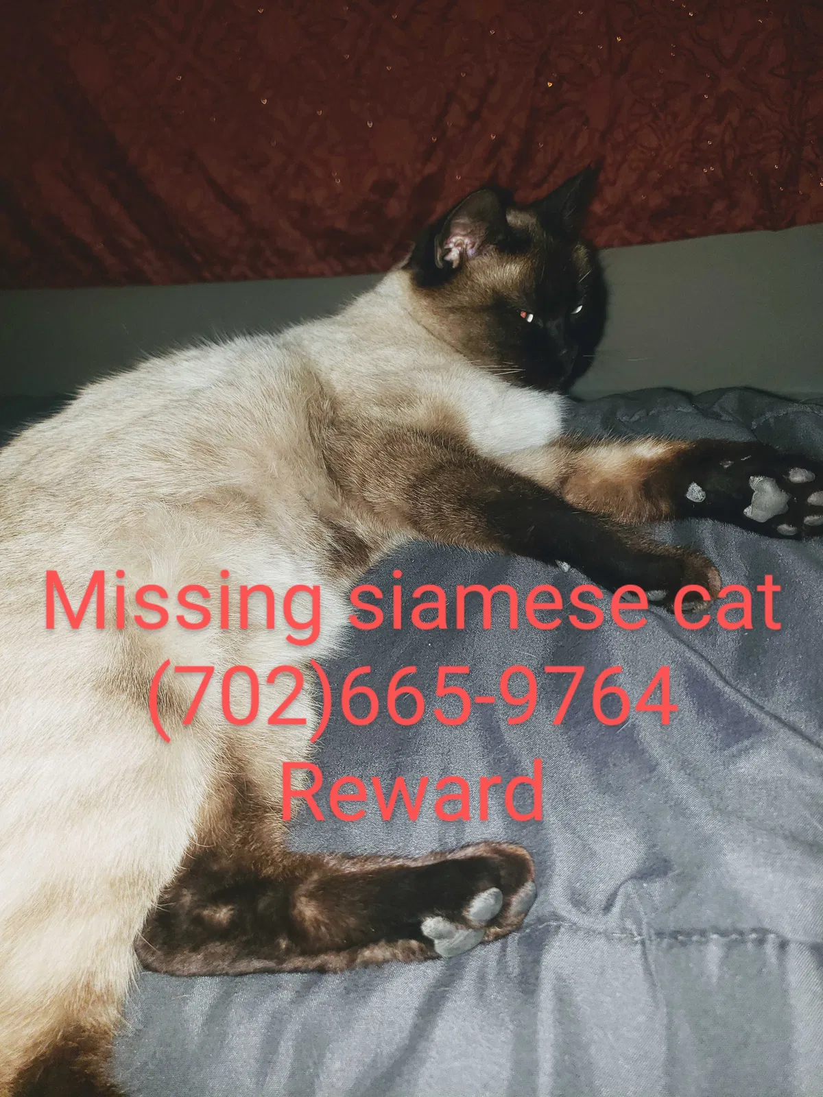 Lost cat in Las Vegas, NV, 89107