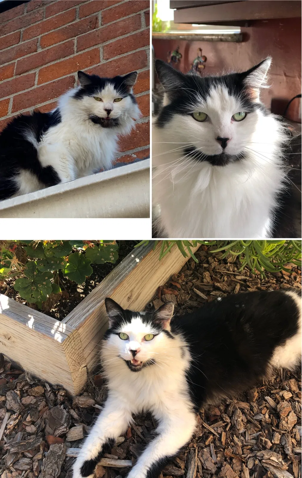 Lost cat in Costa Mesa, CA, 92627
