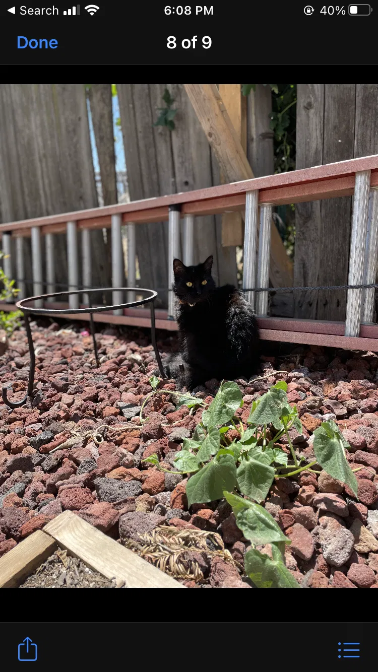 Lost cat in Vacaville, CA, 95687