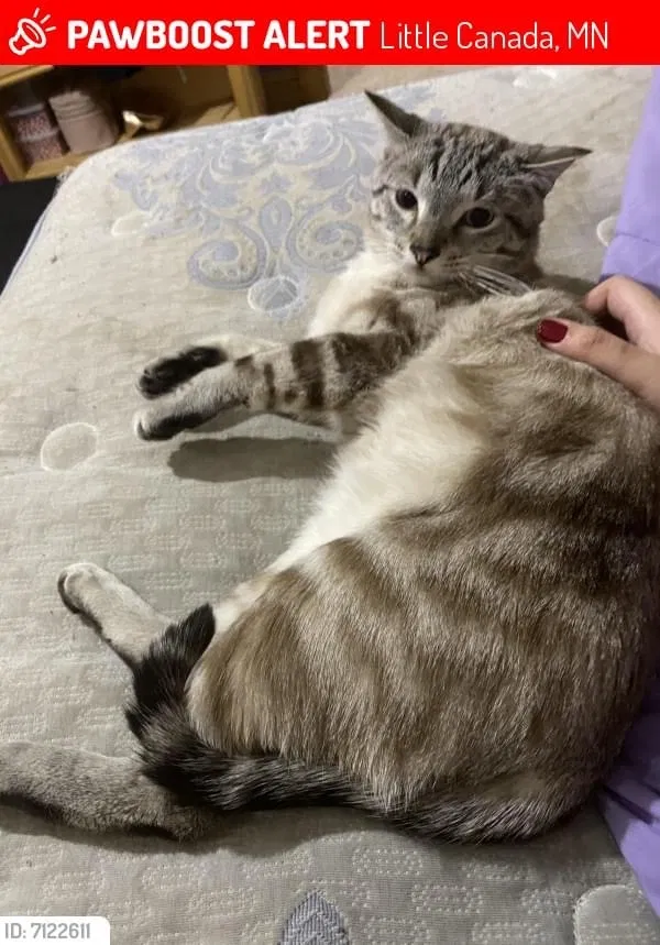 Lost cat in Saint Paul, MN, 55117