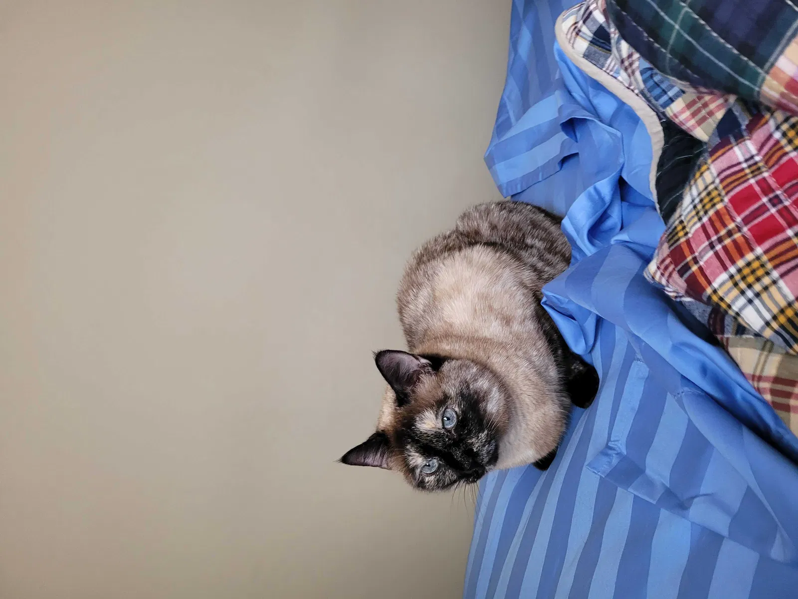 Lost cat in Salem, VA, 24153