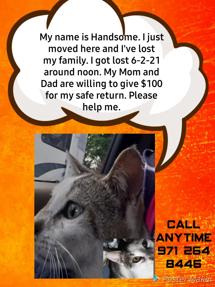 Lost cat in Beaverton, OR, 97006