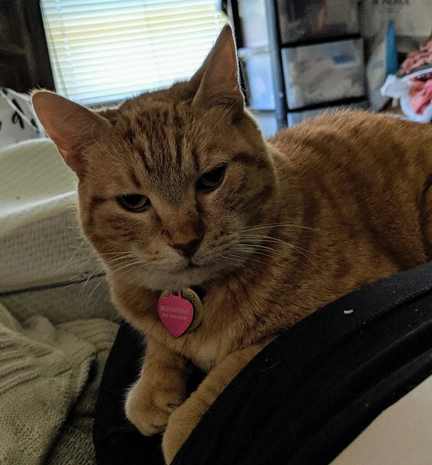 Lost cat in Lansing, MI, 48910