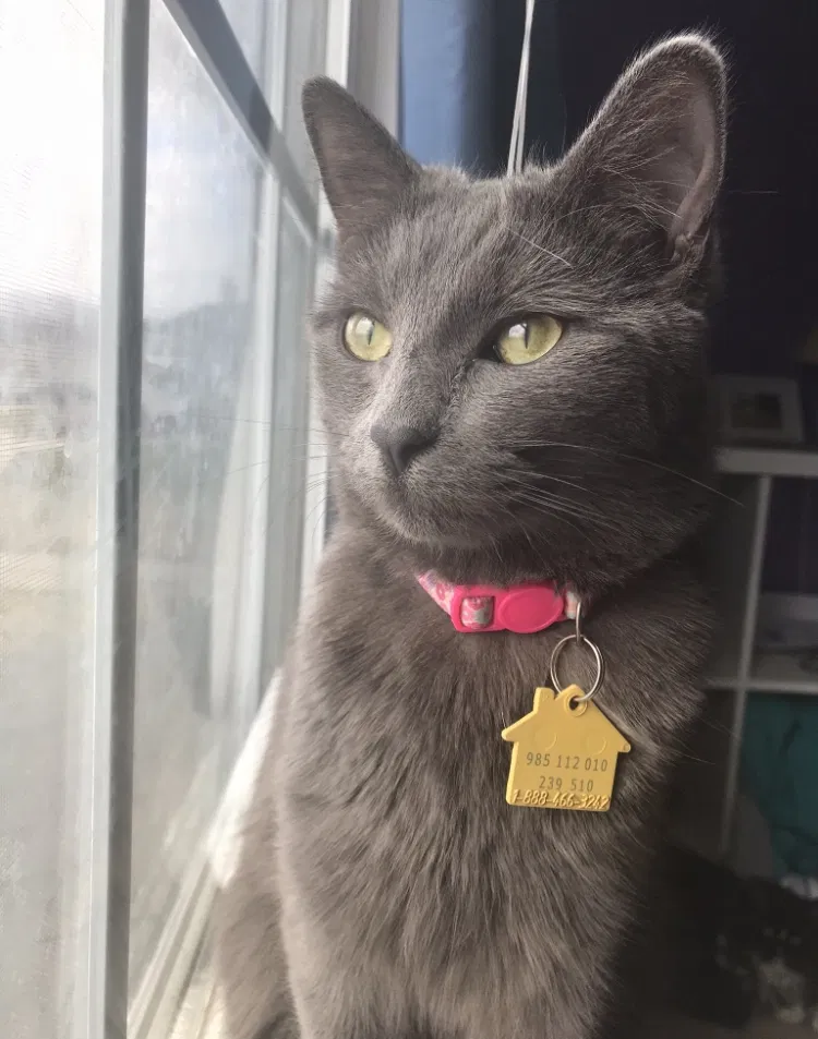 Lost cat in Fairfield, OH, 45014