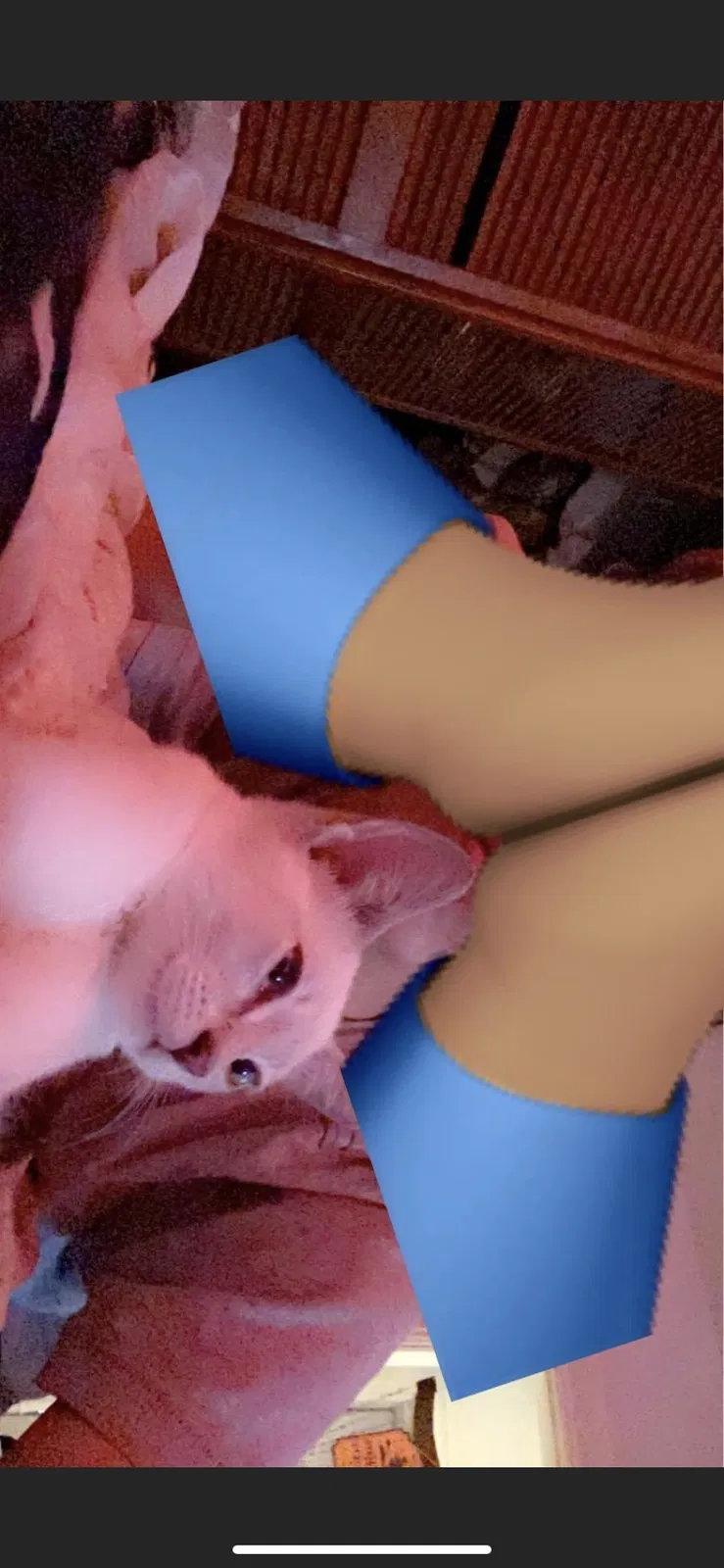 Lost cat in Bay City, MI, 48708