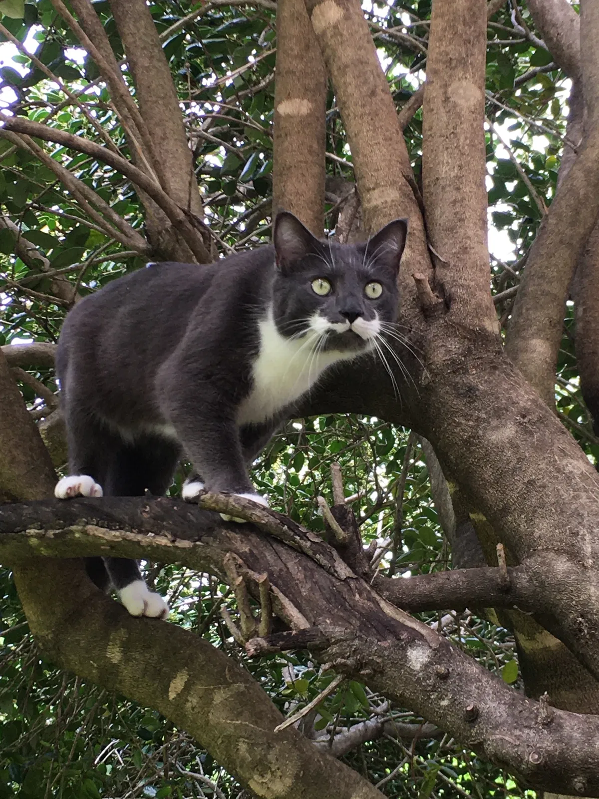 Lost cat in Arlington, TX, 76017