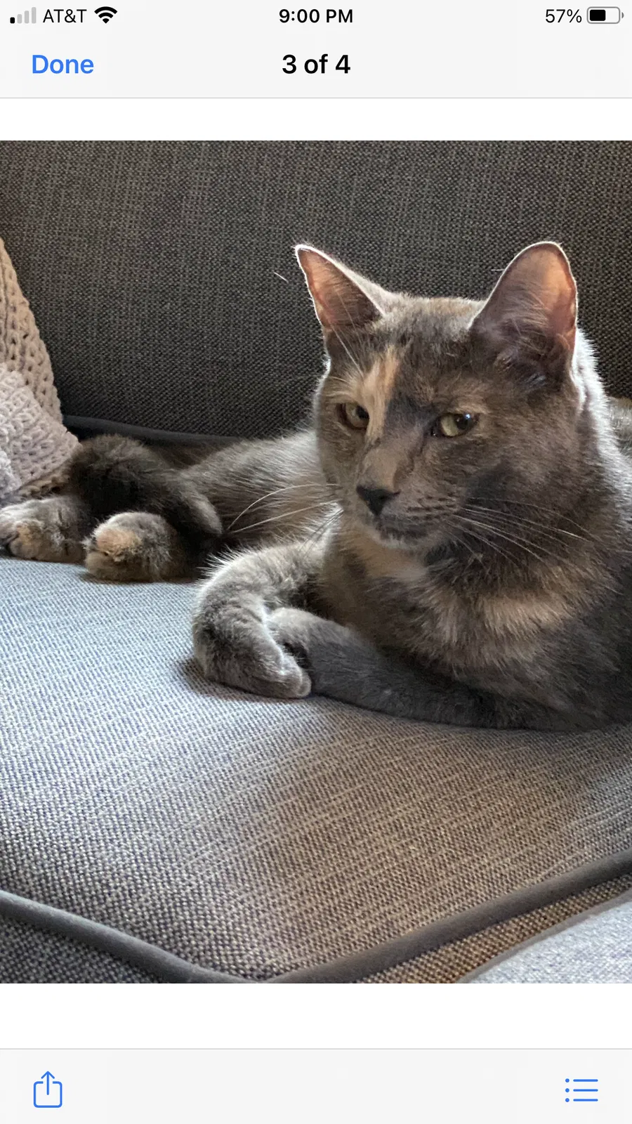 Lost cat in Newton, MA, 2458