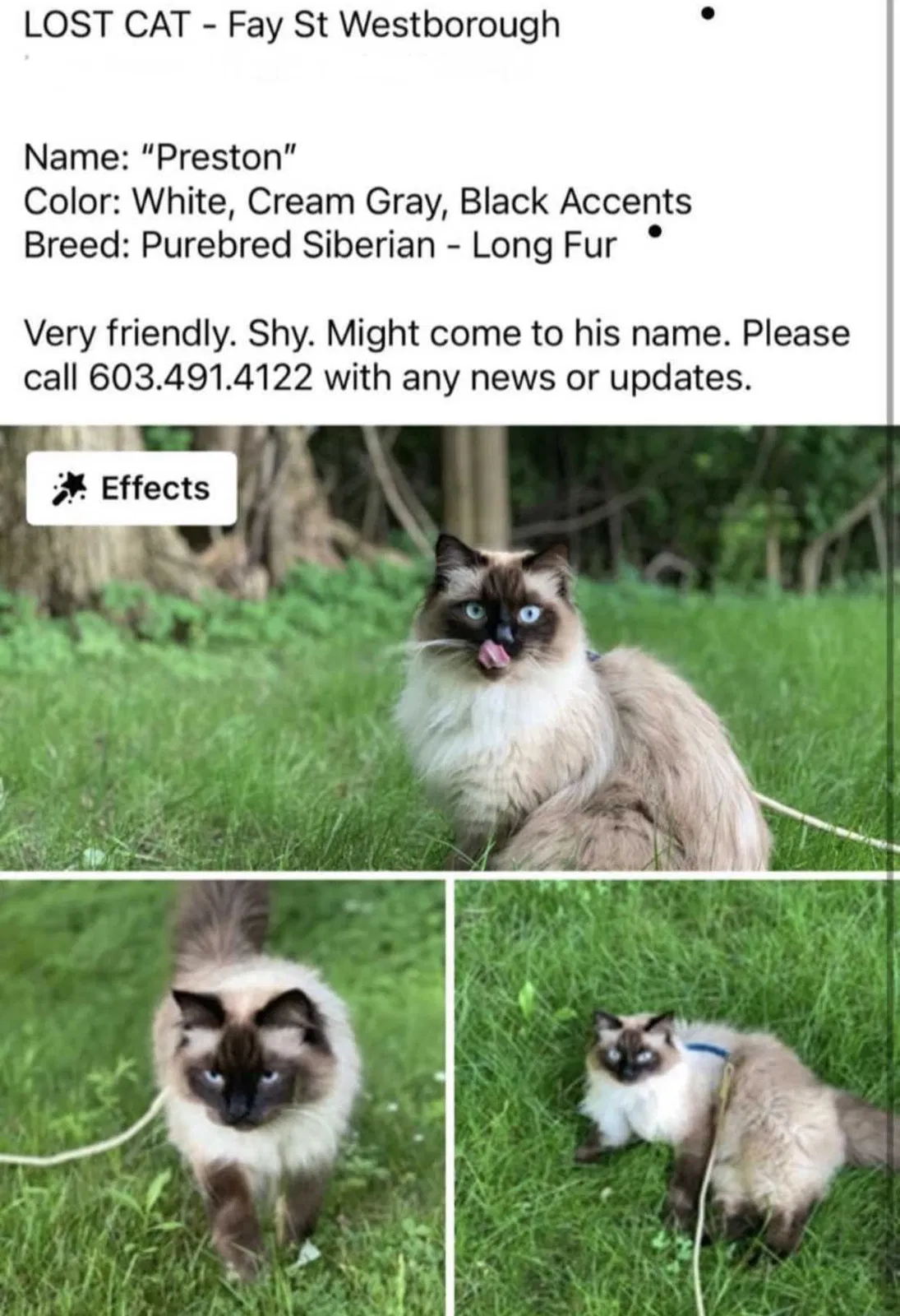 Lost cat in Westborough, MA, 1581