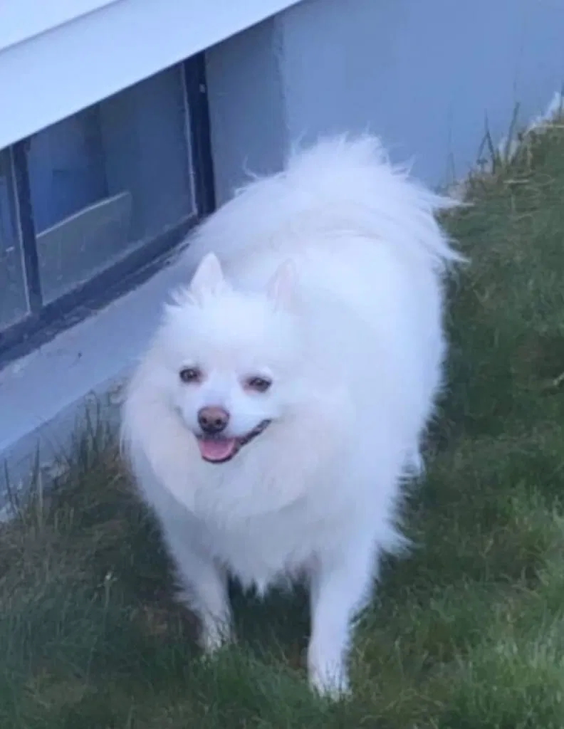 Lost dog in West Greenwich, RI, 2817