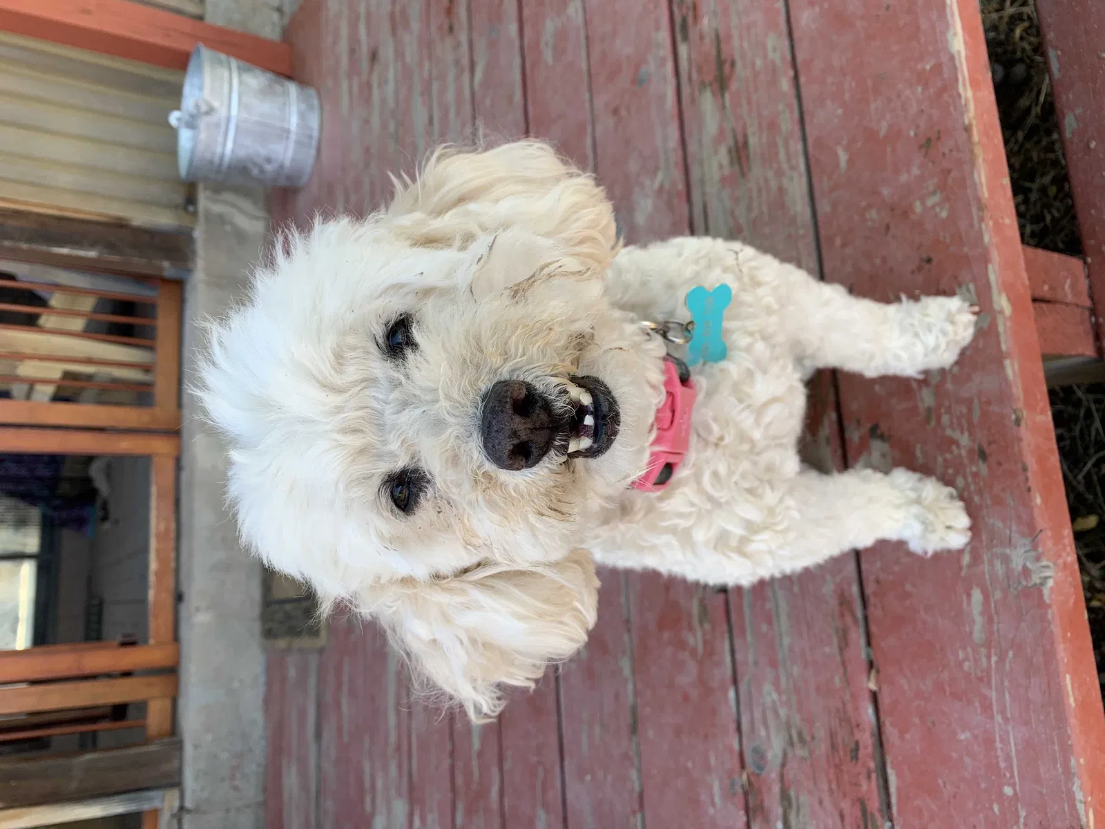 Lost dog in Santa Fe, NM, 87508