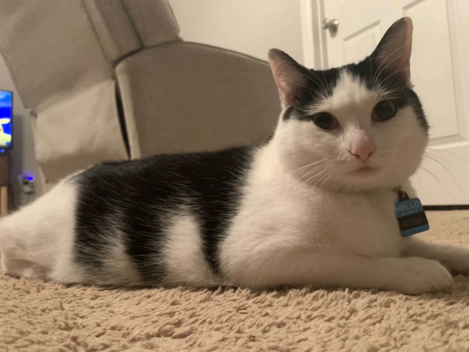 Lost cat in Knoxville, TN, 37909