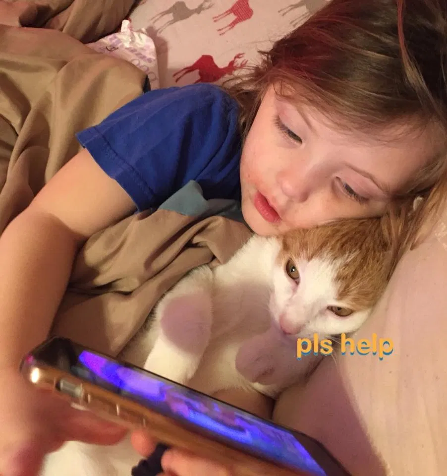 Lost cat in Knoxville, TN, 37938