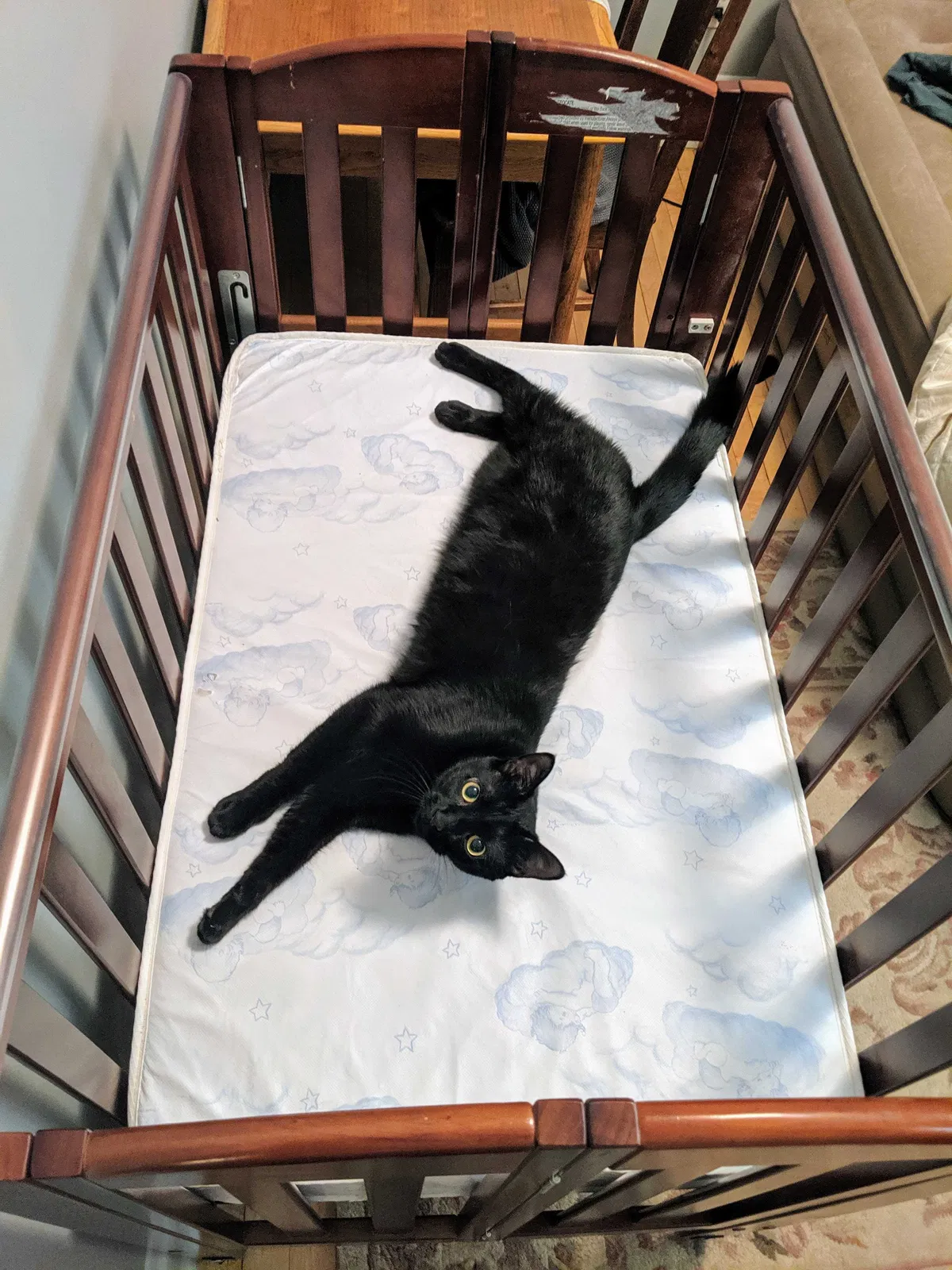 Lost cat in Chicago, IL, 60618