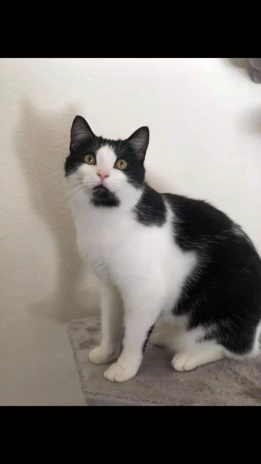 Lost cat in Holland, MI, 49423