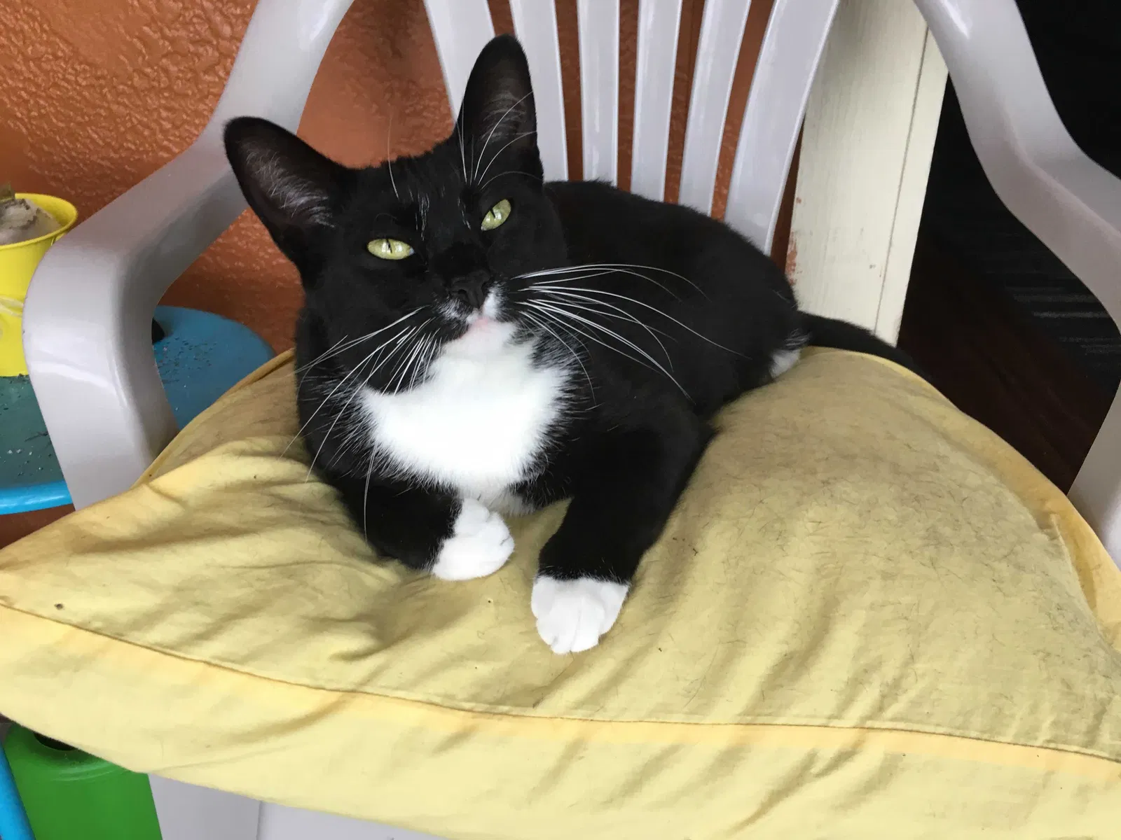 Lost cat in Deltona, FL, 32725
