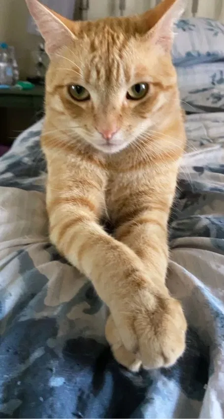 Lost cat in Oxnard, CA, 93036