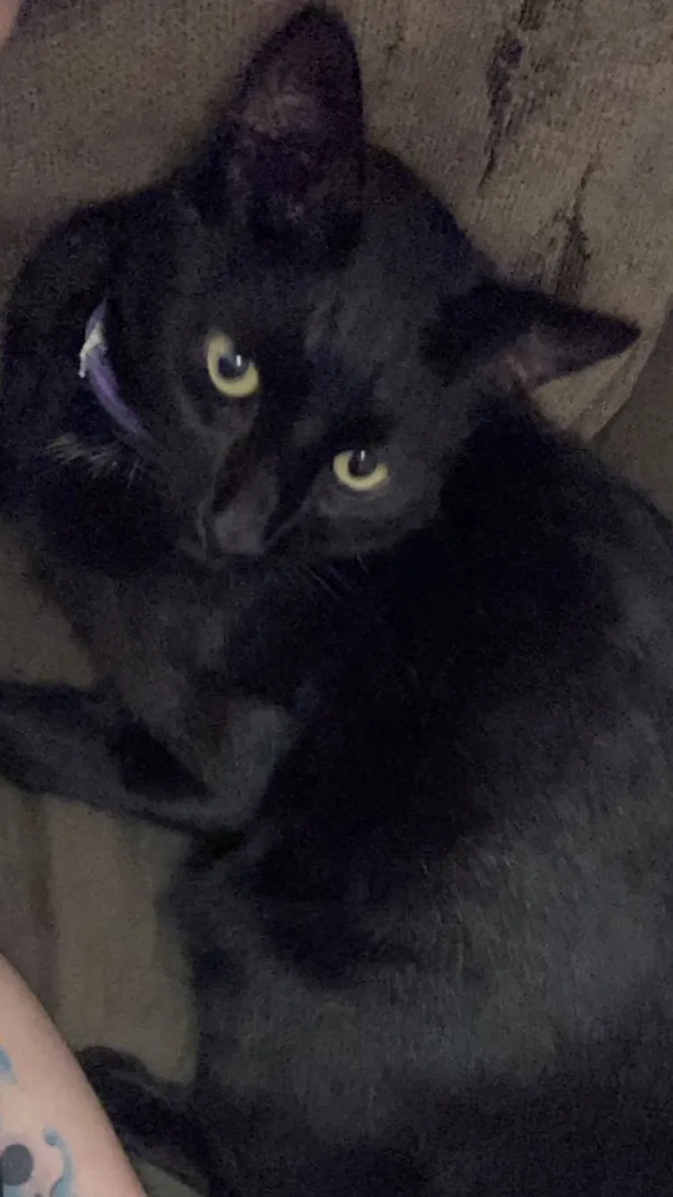 Lost cat in Citrus Heights, CA, 95621