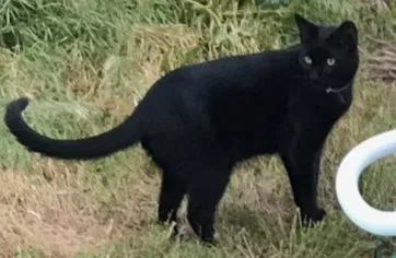 Lost cat in Citrus Heights, CA, 95621