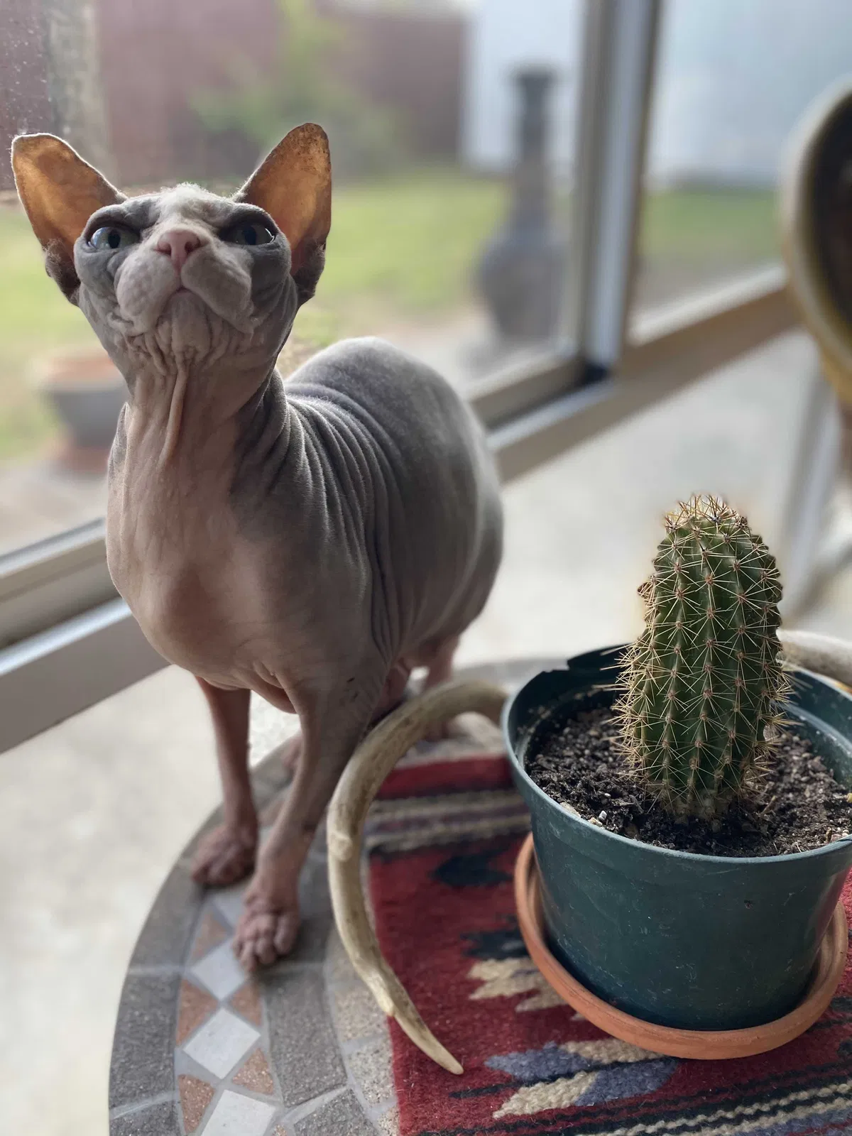 Lost cat in Oklahoma City, OK, 73122