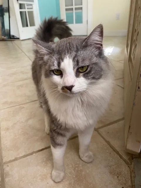 Lost cat in Satellite Beach, FL, 32937