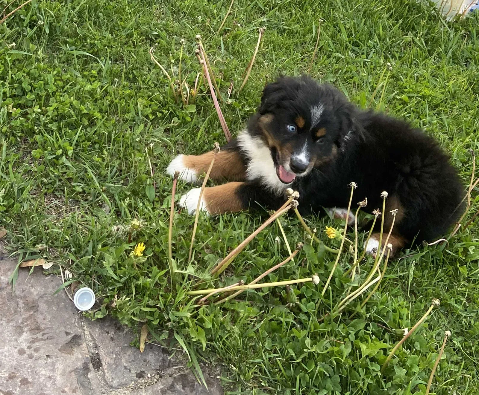 Lost dog in Westby, WI, 54667