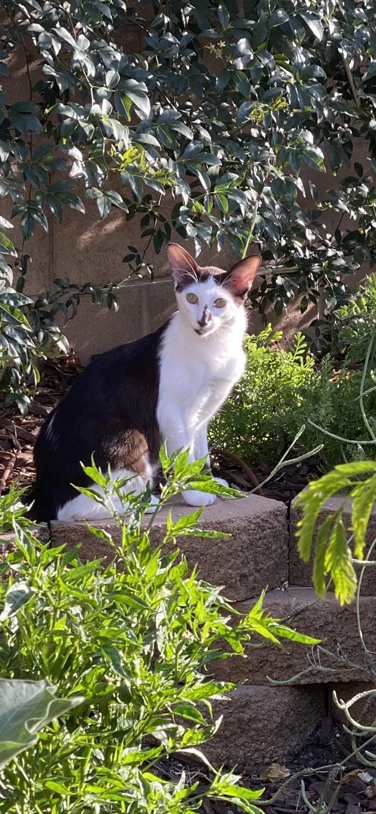 Lost cat in Las Vegas, NV, 89183